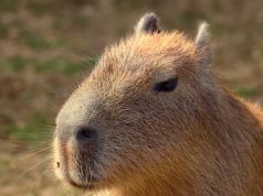 Capibara, capibara: El fascinante mundo del roedor gigante que conquista a todos Los capibaras tienen un apetito voraz y se alimentan principalmente de vegetales ricos en fibra. Foto: Captura de pantalla