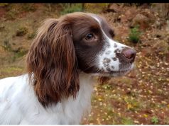 Esterilización de perros, ¿es una intervención segura? La cirugía para esterilizar a perros y gatos ha evolucionado con mejores técnicas y procedimientos, reduciendo riesgos para los animales.