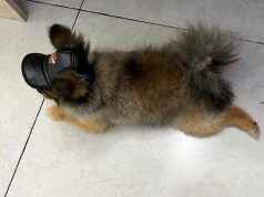 Cómo cuidar a tu perro en temporada de calor: Pasos para mantenerlo fresco En la temporada de calor es muy importante proveer a tu mascota un lugar fresco. Foto: RNA