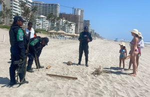 En Acapulco, policías rescatan 98 huevos de tortuga marina La Policía Ecológica Estatal siguió el protocolo de rescate de tortuga marina en Acapulco